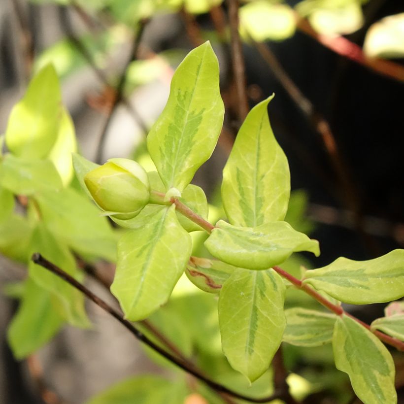 Hypericum (x) moserianum Little Misstery - Millepertuis de Moser  (Foliage)