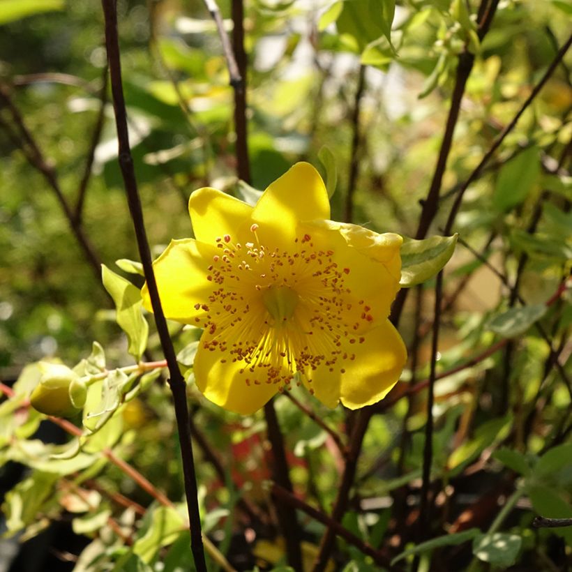 Hypericum (x) moserianum Little Misstery - Millepertuis de Moser  (Flowering)