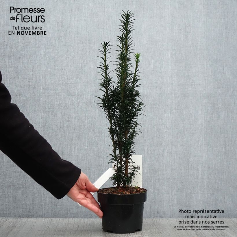Example of If commun - Taxus baccata fastigiata Black Tower Pot de 2L/3L as you get in automne