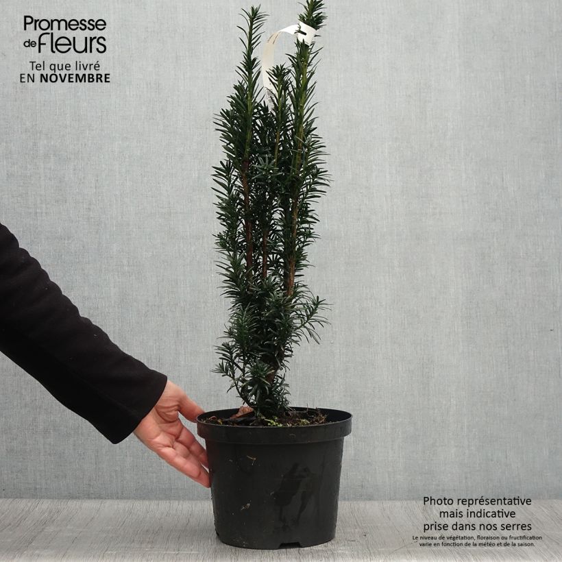 Example of If commun - Taxus baccata fastigiata Black Tower Pot de 4L/5L as you get in automne