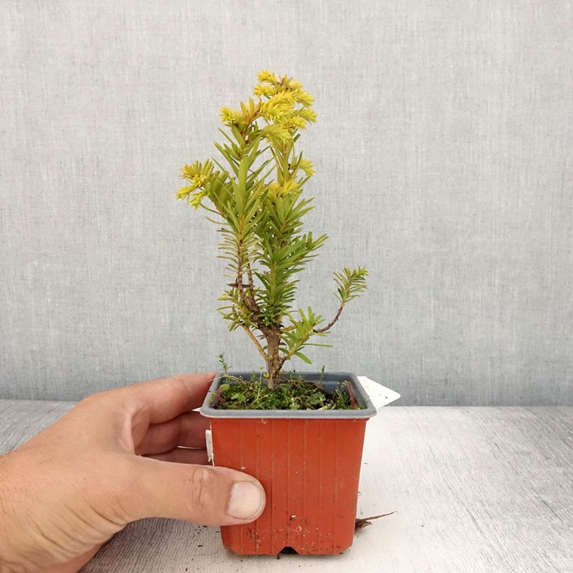 Example of If commun - Taxus baccata Kupfergold Godet de 8/9 cm as you get in ete