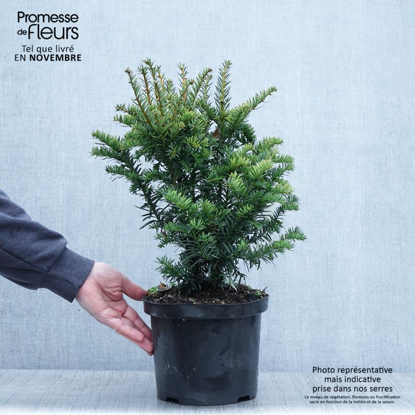 Example of If commun - Taxus baccata Kupfergold Pot de 4L/5L as you get in automne