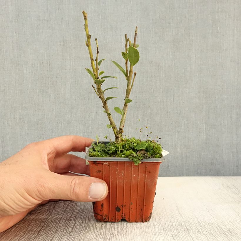 Example of Ilex maximowicziana Kanehirae - Houx Mutchagara  Godet de 8/9 cm as you get in automne