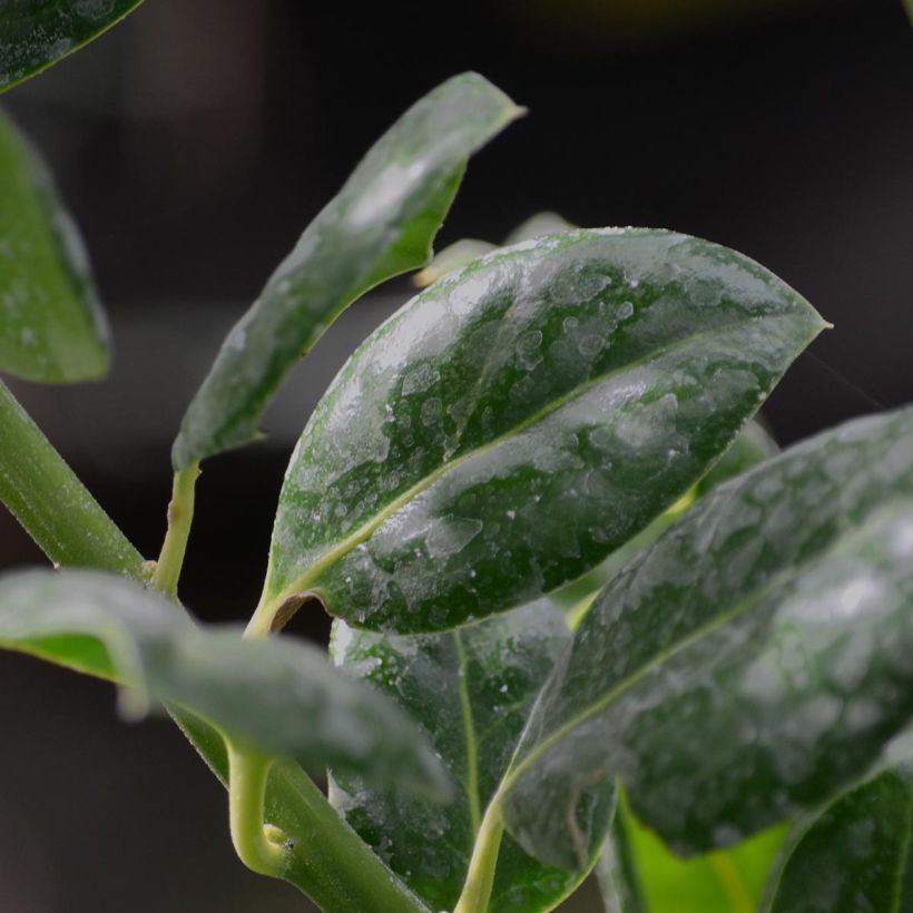 Houx d'ornement - Ilex Nellie R. Stevens (Foliage)