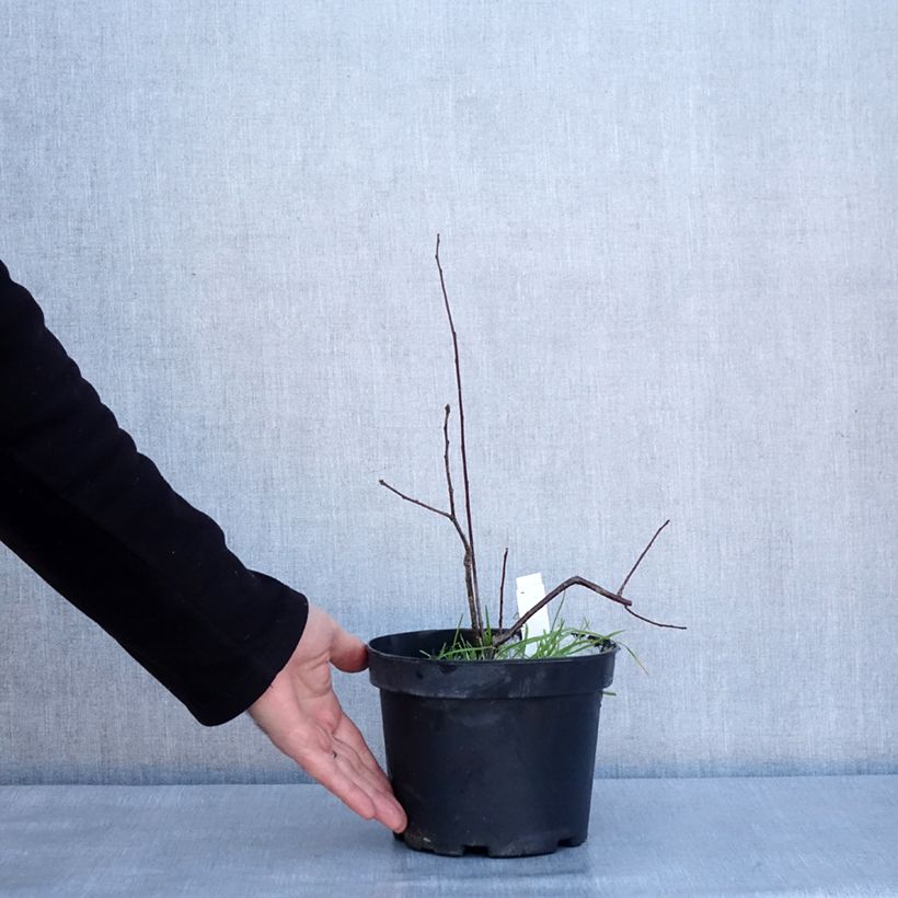 Example of Ilex verticillata - Houx verticillé Pot de 3L/4L as you get in hiver