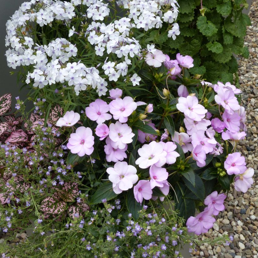 Impatiens SunPatiens Compact Orchid Blush (Plant habit)