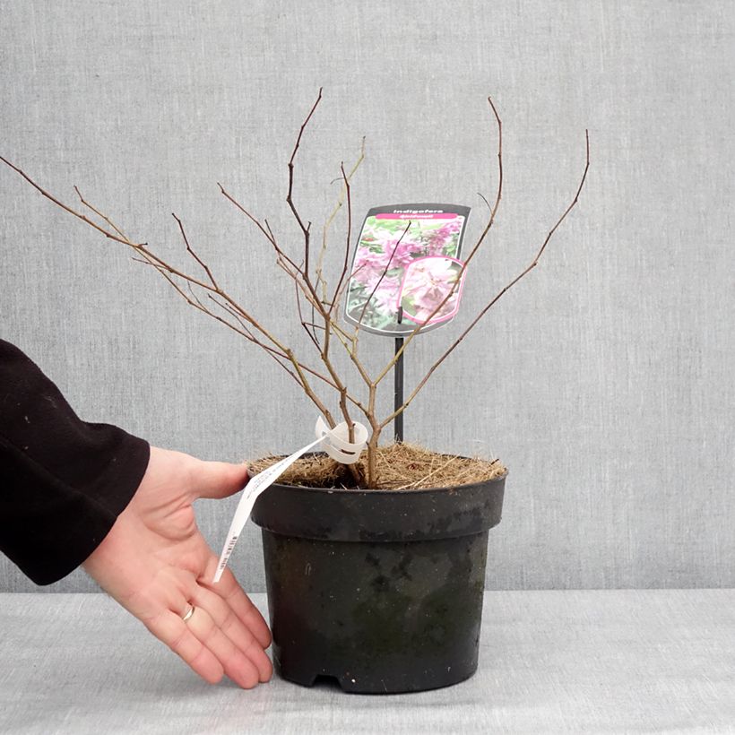 Example of Indigofera kirilowii - Indigotier de Kirilov Pot de 2L/3L as you get in hiver