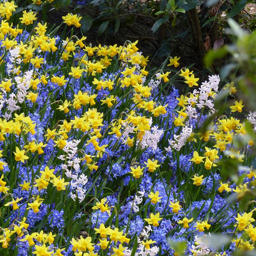 Inspiration petits bulbes de printemps à floraison contrastée (Plant habit)