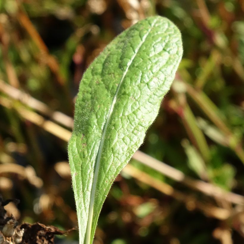 Inula orientalis - Aunée orientale (Foliage)