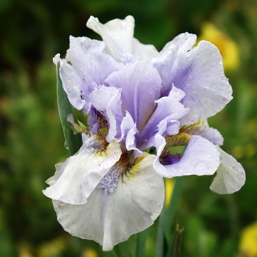 Iris Big Blue Eyes - Iris des Jardins Lilliput (Flowering)