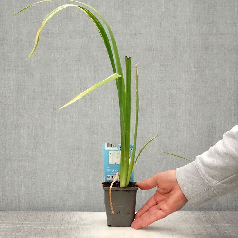 Example of Iris de Louisiane Ann Chowning - Iris louisiana Godet de 8/9 cm as you get in ete