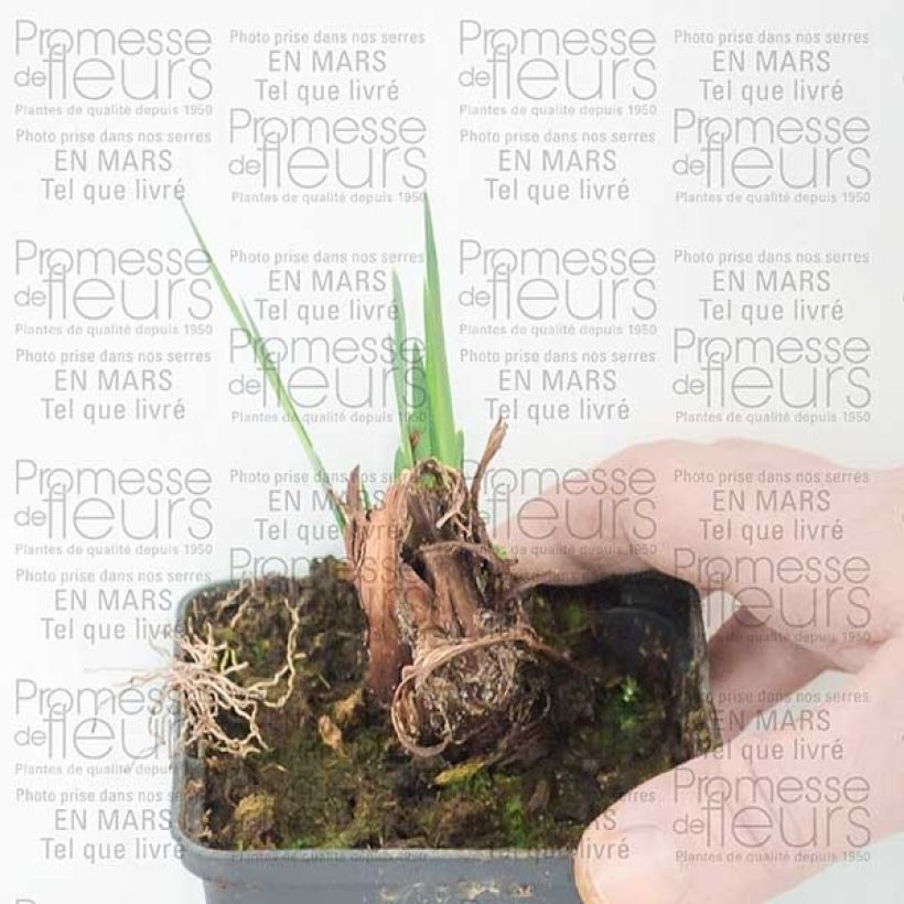 Example of Iris de Sibérie - Iris sibirica Dear Delight Petites Racines nues as you get