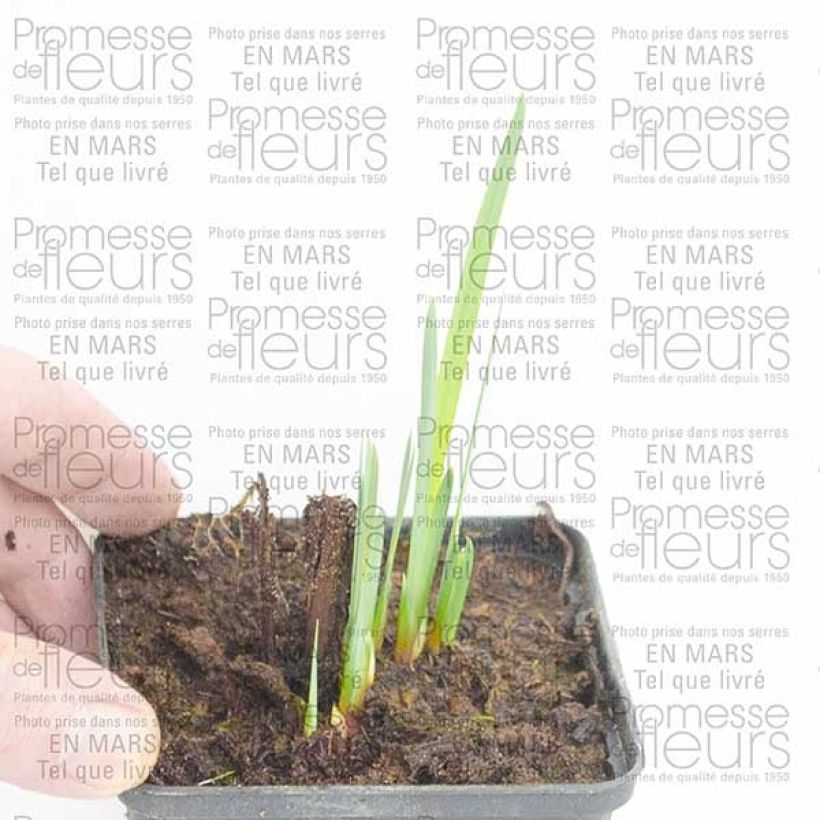 Example of Iris de Sibérie - Iris sibirica Double Standard Petites Racines nues as you get