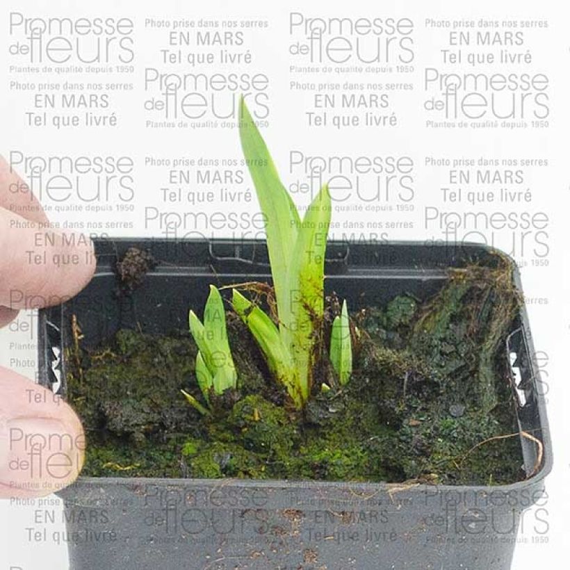 Example of Iris du Japon - Iris ensata Center of Interest Petites Racines nues as you get