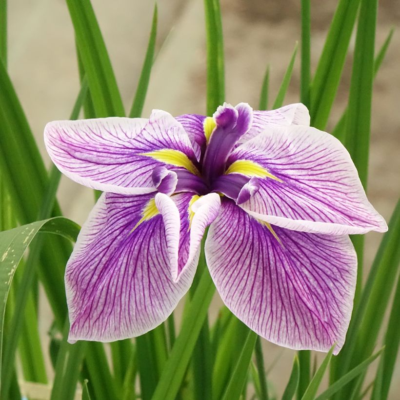 Iris du Japon - Iris ensata Dinner plate Cheese Cake (Flowering)