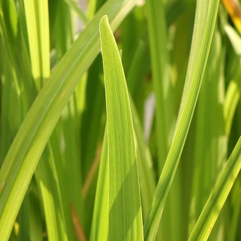 Iris du Japon - Iris ensata Dinner Plate Cupcake (Foliage)