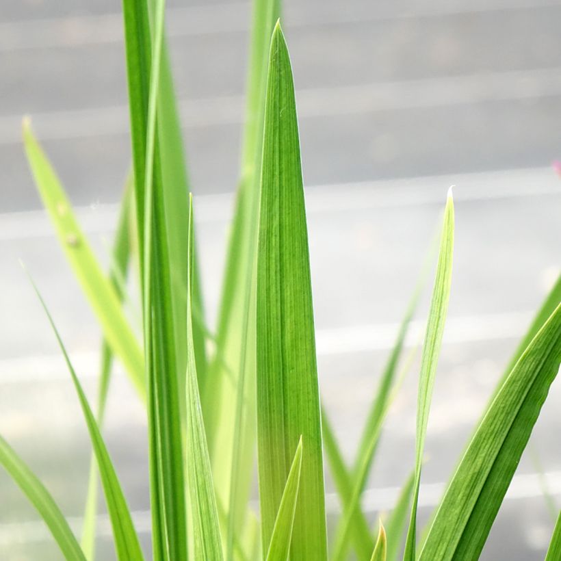 Iris du Japon - Iris ensata Dinner Plate Jell-O (Foliage)
