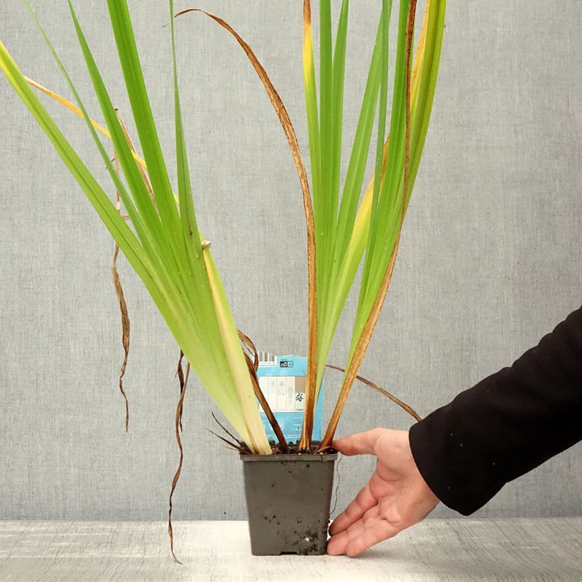 Example of Iris du Japon - Iris ensata Dinner Plate Jell-O Pot de 1L/1,5L as you get in automne