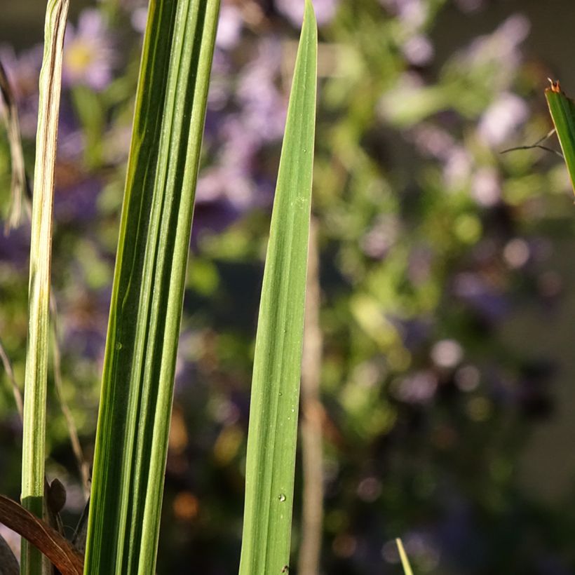 Iris du Japon - Iris ensata Dinner Plate Sundae (Foliage)