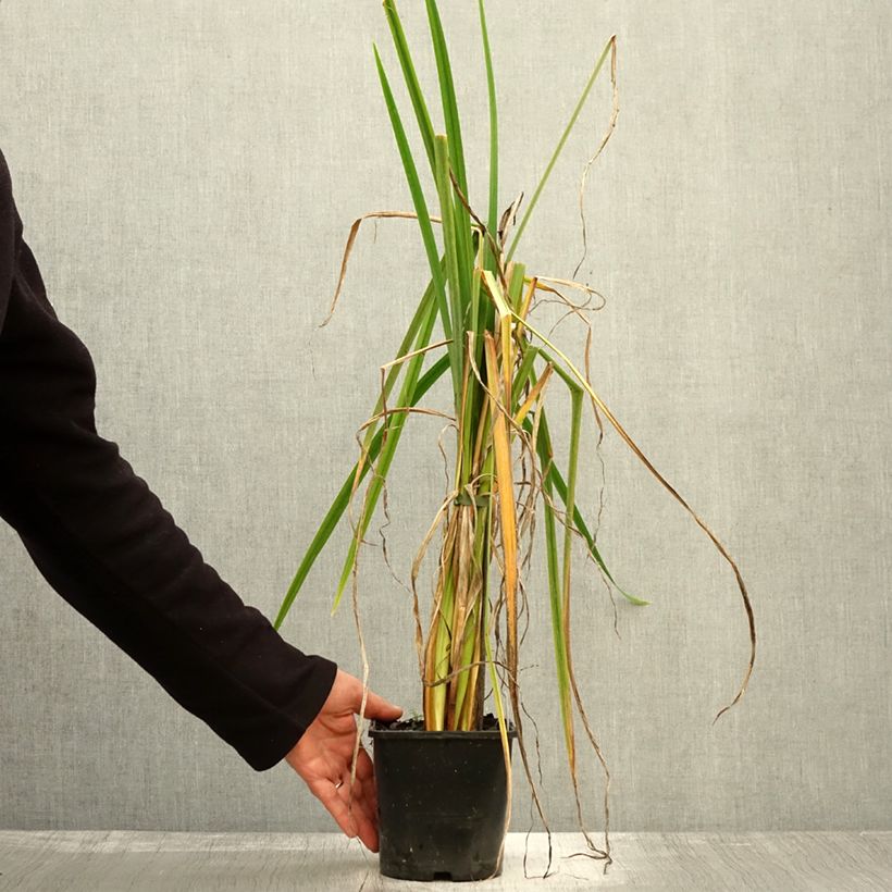 Example of Iris du Japon - Iris ensata Dinner Plate Sundae Pot de 2L/3L as you get in automne