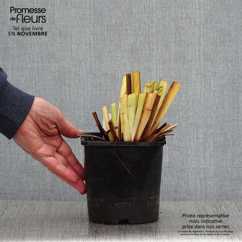 Example of Iris du Japon - Iris ensata Dinner Plate Tiramisu Pot de 2L/3L as you get in automne