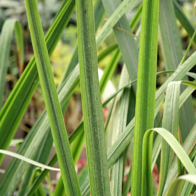 Iris du Japon - Iris ensata Dinner Plate Tub Tim Grob (Foliage)