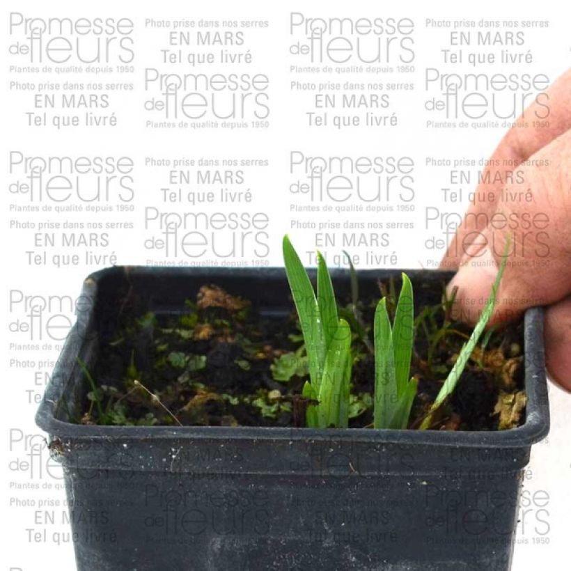 Example of Iris du Japon - Iris ensata Gold Bound Petites Racines nues as you get