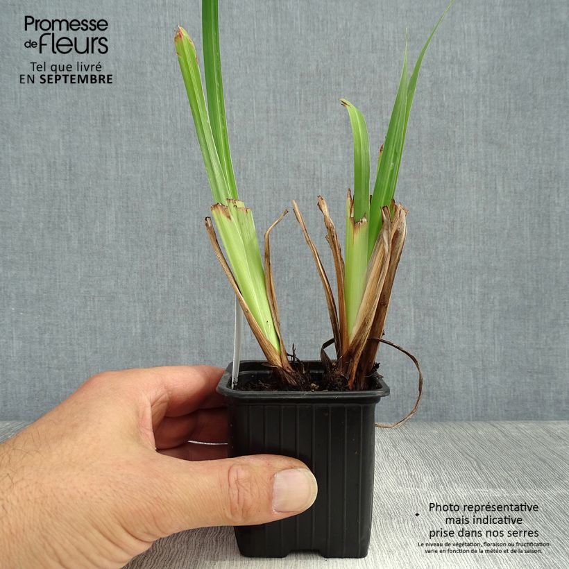 Example of Iris du Japon - Iris ensata Lady in Waiting Godet de 8/9 cm as you get in automne