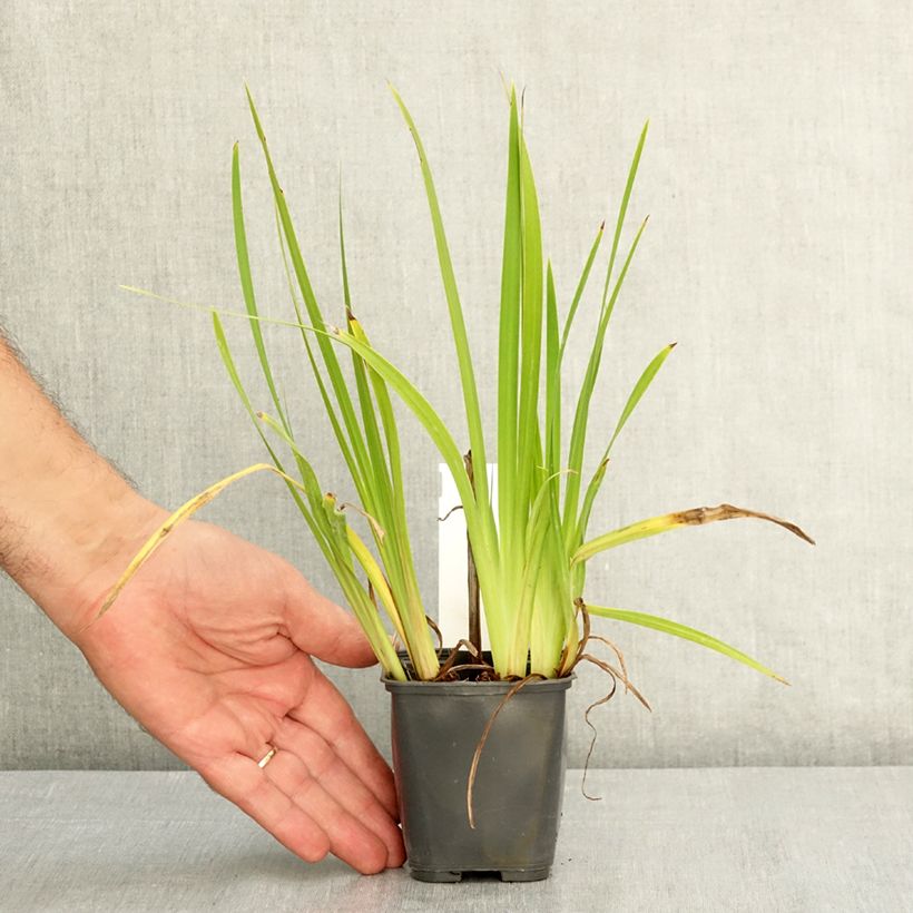 Example of Iris du Japon - Iris ensata Rose Queen Godet de 8/9 cm as you get in ete