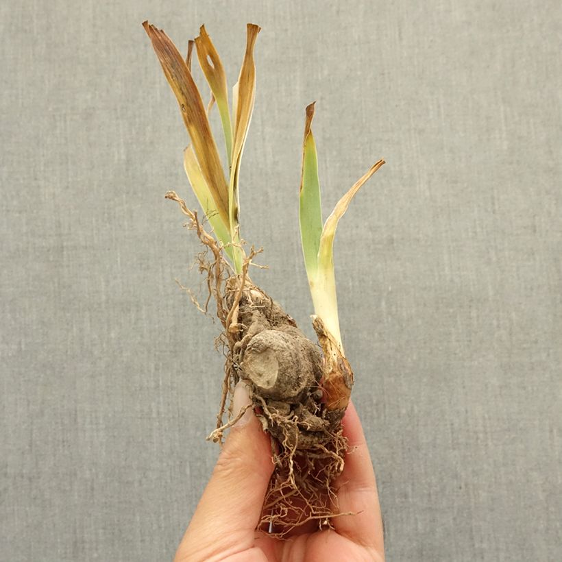 Example of Iris germanica Above The Clouds - Iris des Jardins Rhizome as you get in hiver
