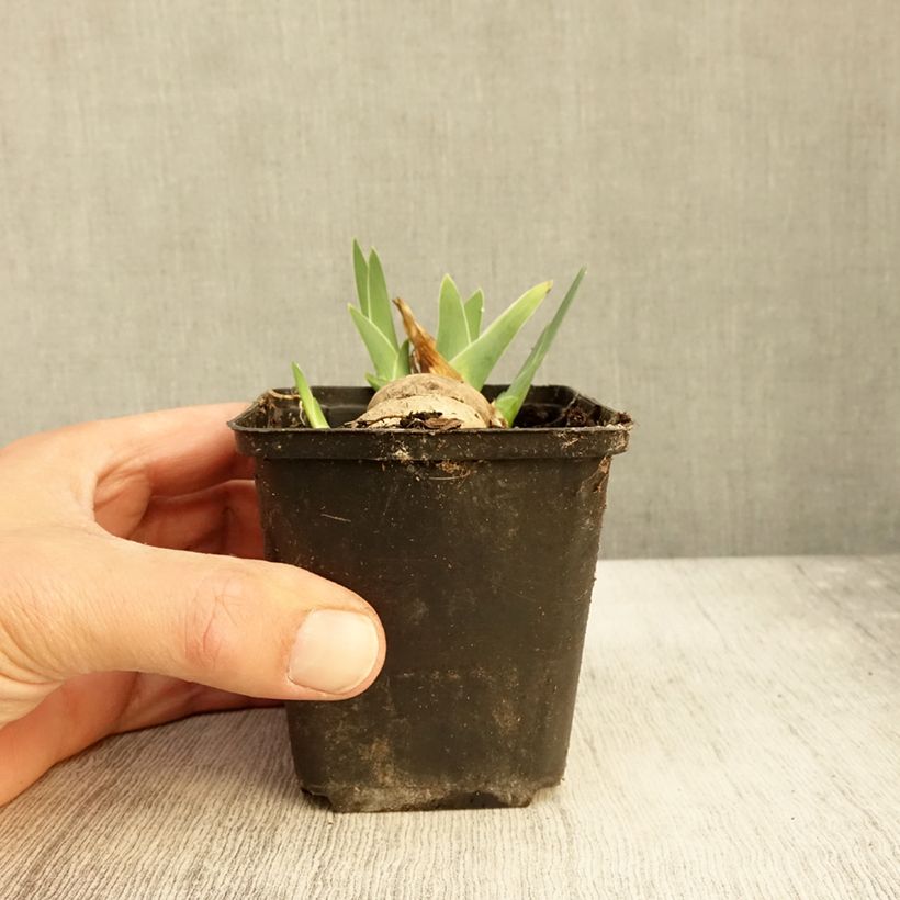 Example of Iris germanica Alizes - Iris des Jardins Godet de 8/9 cm as you get in automne