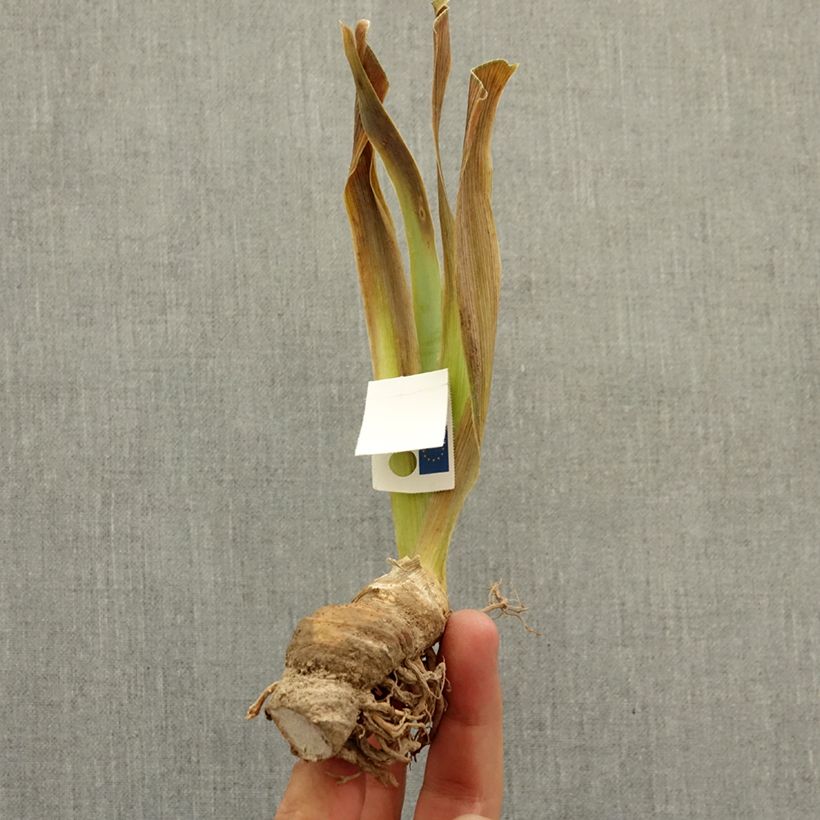 Example of Iris germanica Amateur - Iris des Jardins Lilliput Rhizome as you get in hiver