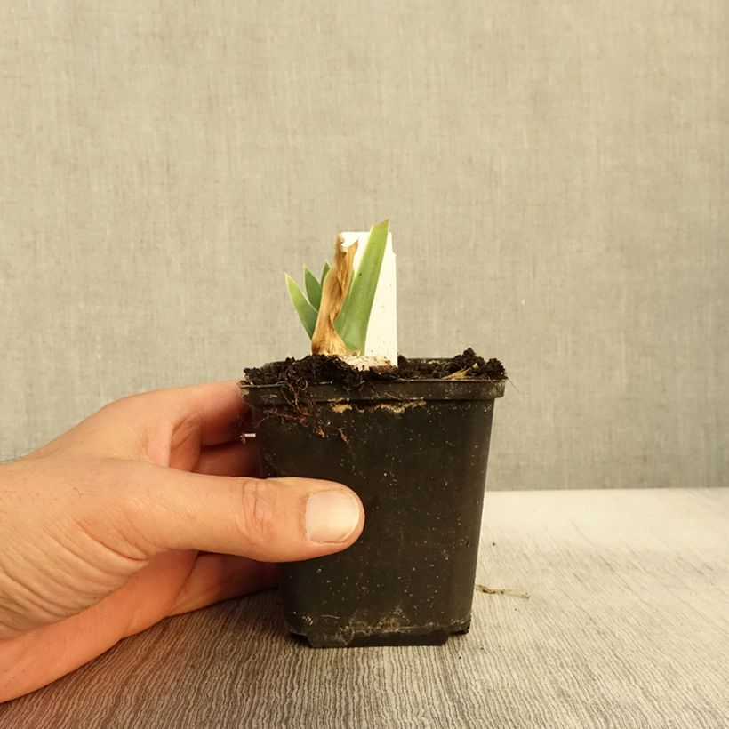 Example of Iris germanica Arctic Age Godet de 8/9 cm as you get in automne