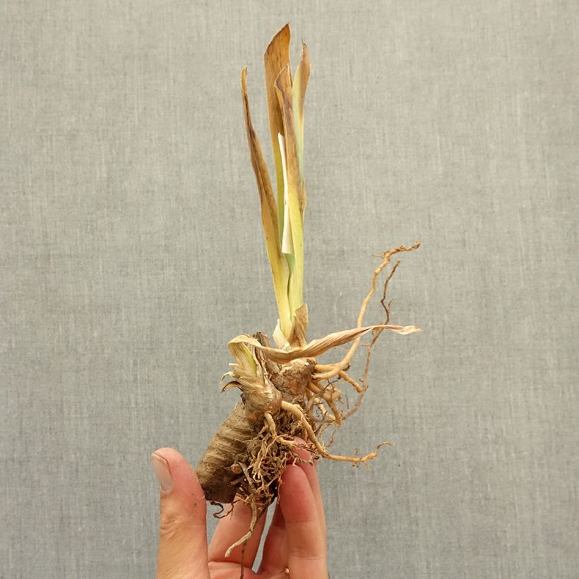 Example of Iris germanica Beauté De Sologne - Iris des Jardins Rhizome as you get in hiver
