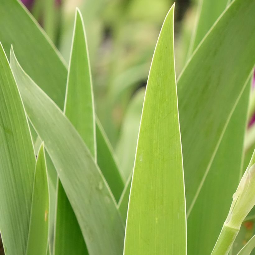 Iris germanica Bébé Rose - Iris de bordure (Foliage)