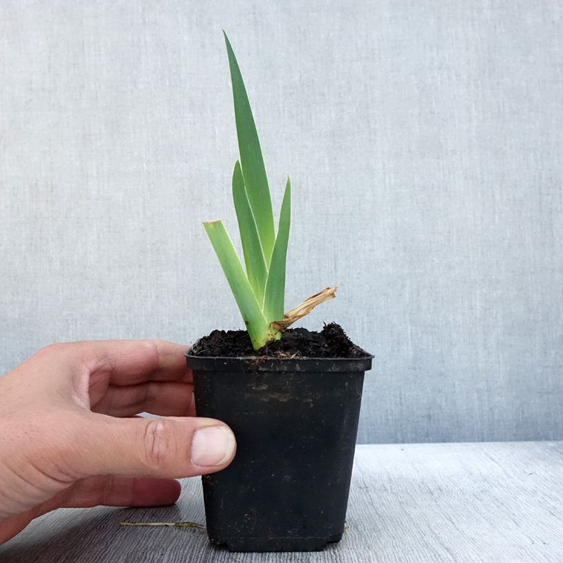 Example of Iris germanica Bébé Rose - Iris de bordure Godet de 8/9 cm as you get in automne