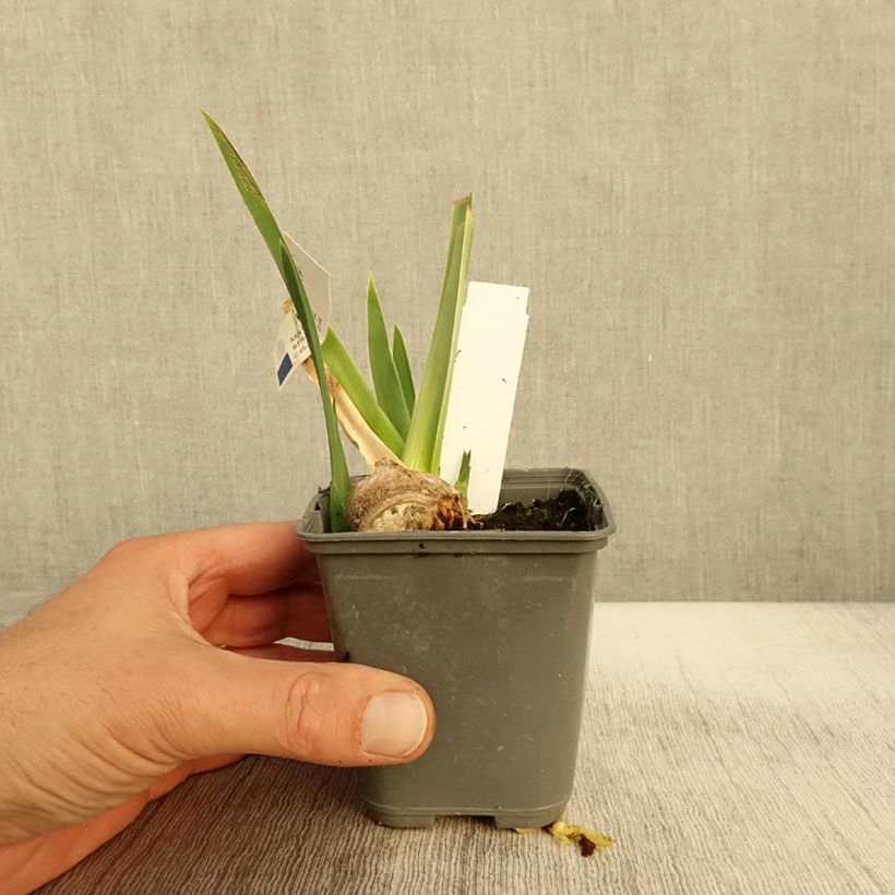 Example of Iris germanica Belle Surprise - Grand Iris des Jardins Godet de 8/9 cm as you get in automne