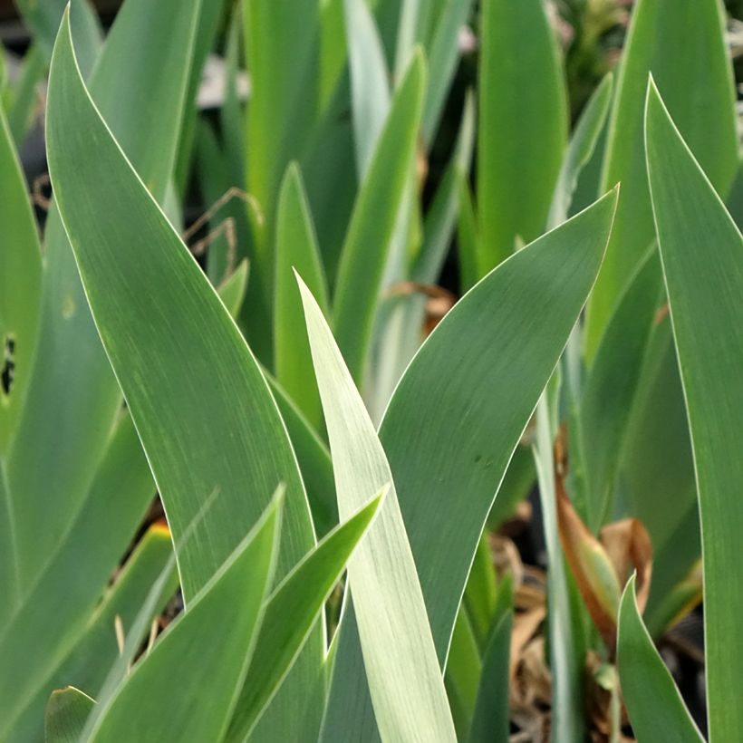 Iris germanica Black Dragon - Iris des Jardins (Foliage)