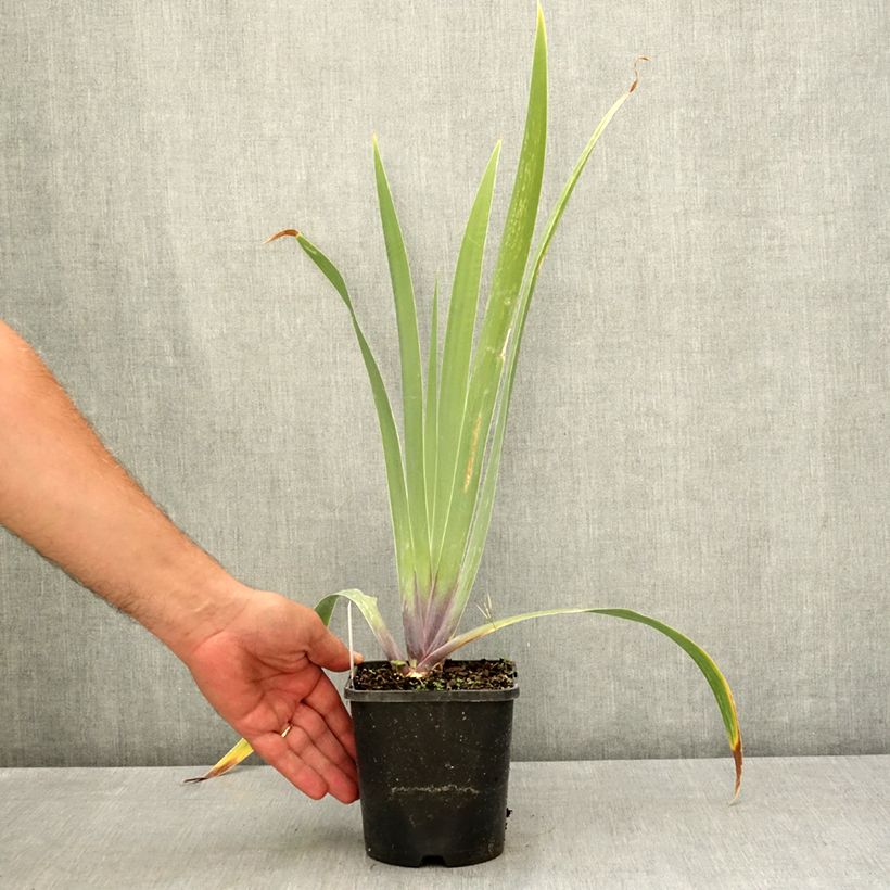 Example of Iris germanica Black Dragon - Iris des Jardins Pot de 1,5L/2L as you get in ete