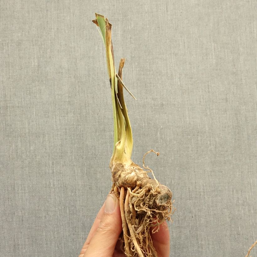Example of Iris germanica Bourgeois - Iris des Jardins Lilliput Rhizome as you get in hiver