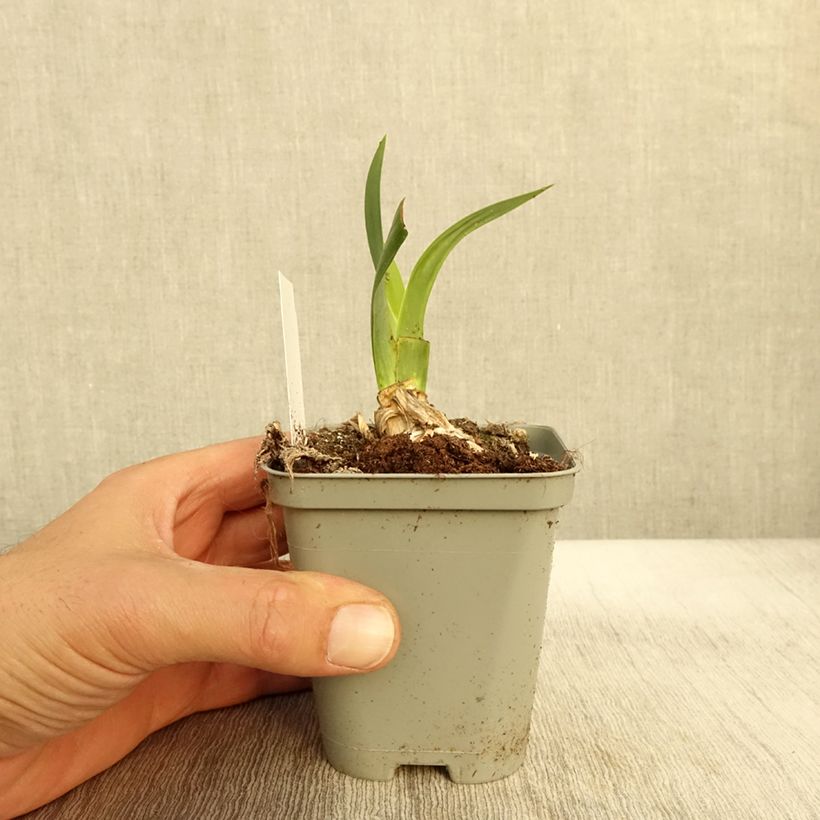 Example of Iris germanica Bullwinkle - Iris de bordure Godet de 8/9 cm as you get in automne