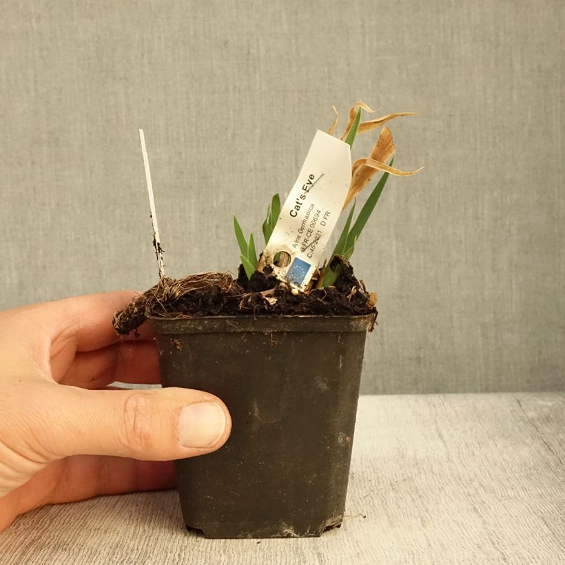 Example of Iris germanica Cat's Eye - Iris des Jardins Lilliput Godet de 8/9 cm as you get in automne