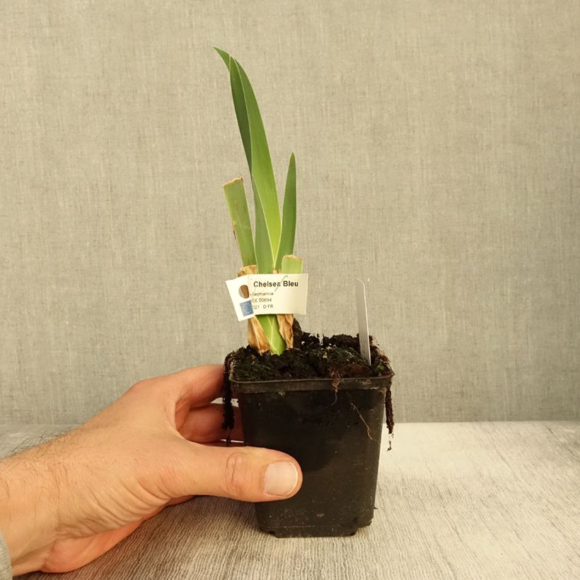 Example of Iris germanica Chelsea Bleu Godet de 8/9 cm as you get in automne