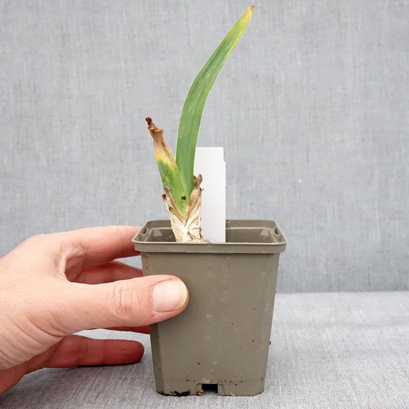 Example of Iris germanica Cherished - Iris des Jardins remontant Godet de 8/9 cm as you get in hiver