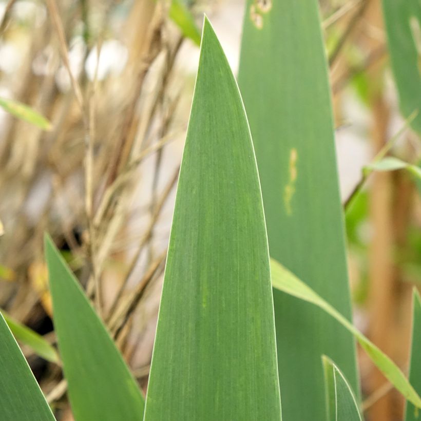 Iris germanica Cherished - Iris des Jardins remontant (Foliage)