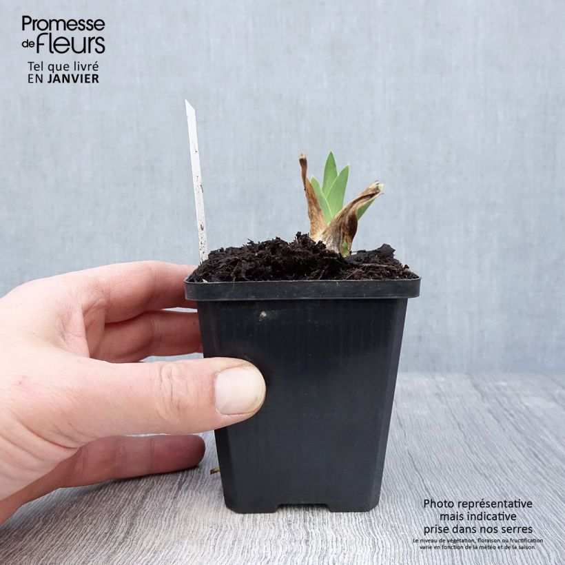 Example of Iris germanica Coffee Trader - Iris des Jardins Godet de 8/9 cm as you get in hiver