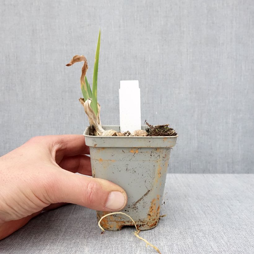 Example of Iris germanica Crinoline - Iris des Jardins Godet de 8/9 cm as you get in hiver