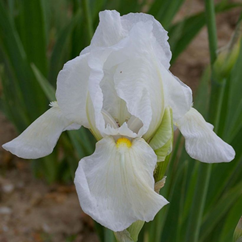 Iris germanica Dame Blanche - Iris des Jardins (Flowering)