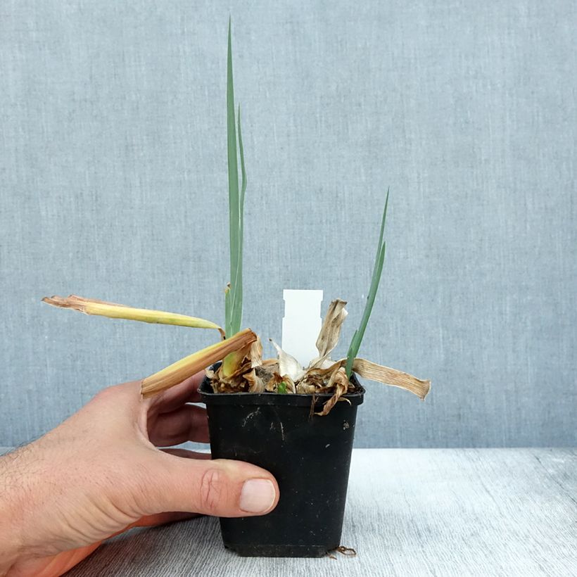 Example of Iris germanica Dernier Cri - Iris des Jardins Godet de 8/9 cm as you get in automne