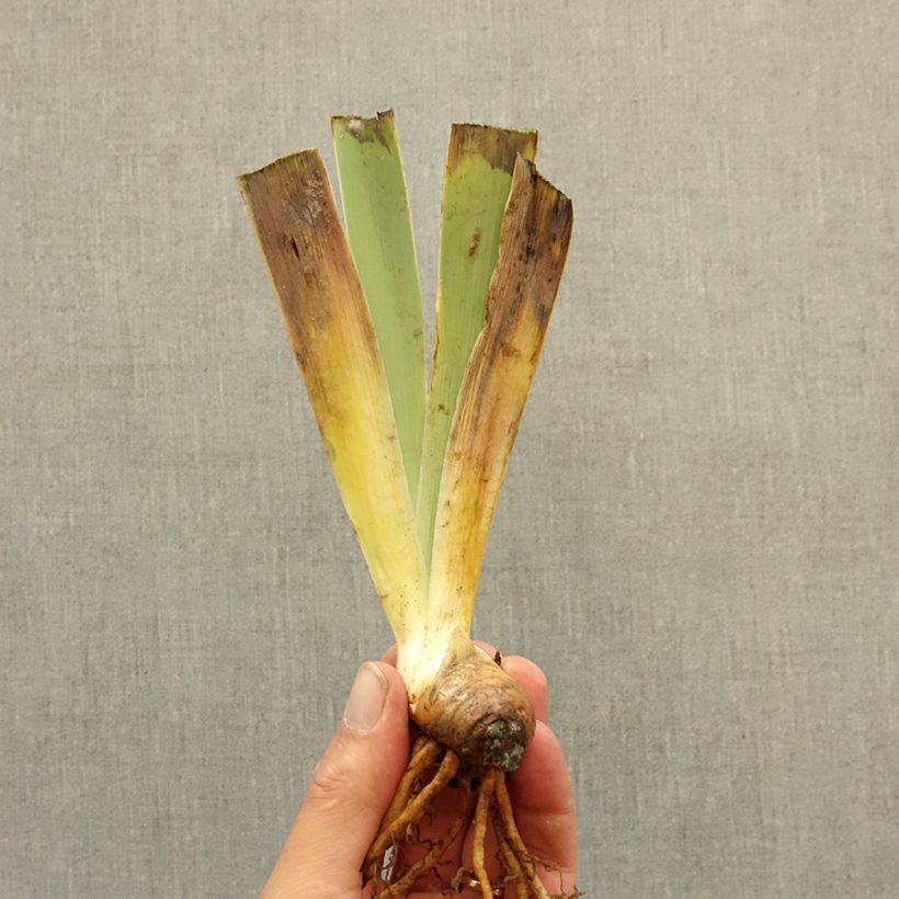 Example of Iris germanica Dinky Circus - Iris des Jardins nain Rhizome as you get in hiver